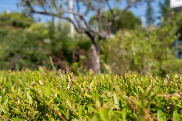 Gröna Bladväxter Färsk Flora Naturlig Miljö Solig Sommardag Konsistens Bakgrund — Stockfoto