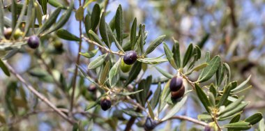 Sağlıklı yaşam tarzı kavramı. Üzerinde siyah olgun meyveler olan zeytin dalı, barış sembolü. Arka plan bulanık. Yakın görüntü, bulanık doğa, gökyüzü arkaplanı.