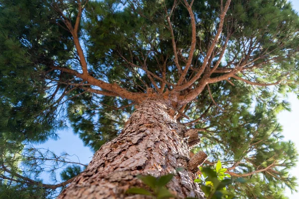 Aşağıdan Yukarıya Doğru Kabuklu Uzun Yeşil Bir Çam Ağacı Bitki — Stok fotoğraf