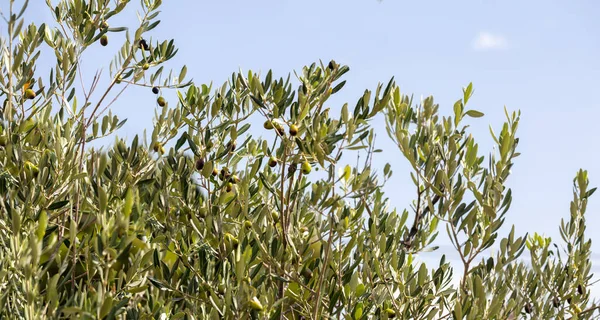 Olive tree, olives green and black hanging from a tree branch, closeup view, blue sky background,