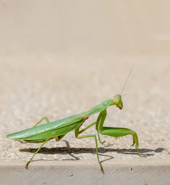 カマキリ科写真素材 ロイヤリティフリーカマキリ科画像 Depositphotos