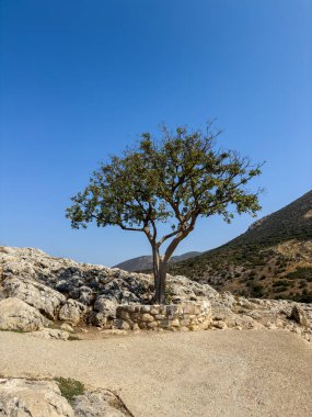 Yunanistan 'daki Miken antik arkeoloji sahasında, açık yaz güneşinin altında, kayalık yamaçta tek başına duran ağaç.