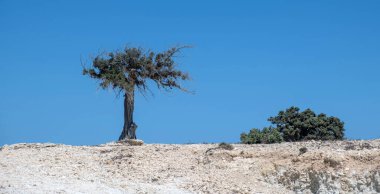 Yunanistan 'ın Gavdos Adası' nın kayalık yamacında tek başına duran rüzgârlı bir ağaç. Açık mavi yaz gökyüzü, parlak güneş çevresindeki en az bitki örtüsüyle.