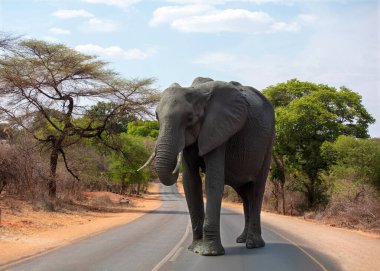Afrika fili, Savannah bölgesinde asfalt yoldan geçen beş büyük safari hayvanı. Ulusal park,