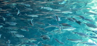 Yunanistan 'ın Korfu adasındaki İyon Denizi' nin şeffaf turkuaz sularında bir balık sürüsü yüzüyor.