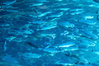 Yunanistan 'ın Korfu adasındaki İyon Denizi' nin şeffaf turkuaz sularında bir balık sürüsü yüzüyor.