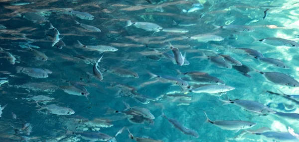 Yunanistan 'ın Korfu adasındaki İyon Denizi' nin şeffaf turkuaz sularında bir balık sürüsü yüzüyor.