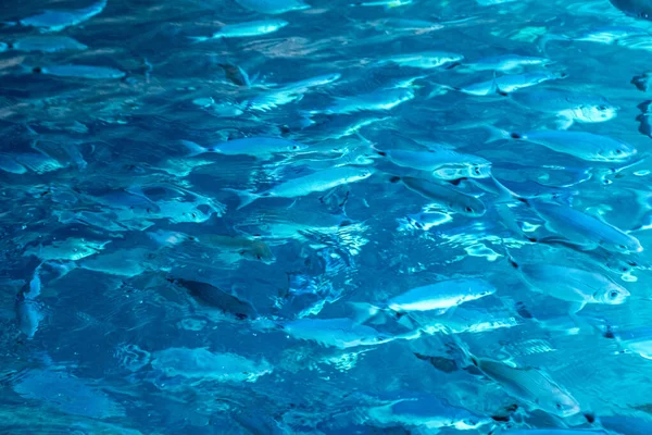 Yunanistan 'ın Korfu adasındaki İyon Denizi' nin şeffaf turkuaz sularında bir balık sürüsü yüzüyor.