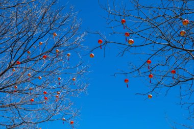 Açık mavi gökyüzüne karşı kırmızı Çin fenerleriyle süslenmiş çıplak ağaç dalları. Ay Yeni Yıl Kutlaması