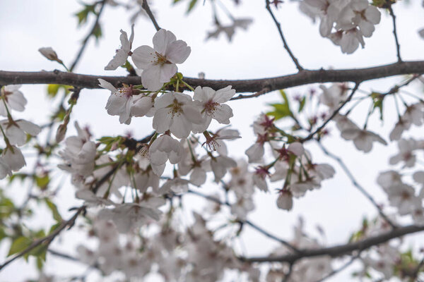 Cherry blossoms. White pink flowers and fresh green leaves in spring. Blooming almond tree, cloudy sky background