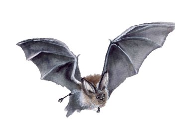 Beyaz zemin üzerine suluboya çirkin yarasa. Cadılar Bayramınız Kutlu Olsun!