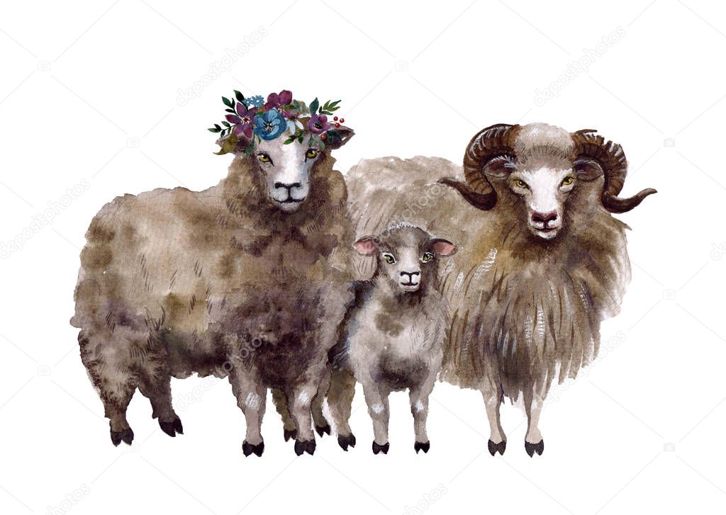 Watercolor cute sheeps on the white background. Farm animals family