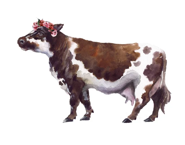 Watercolor cow with white background