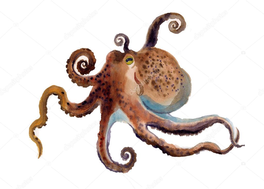 Cute watercolor octopus on the white background