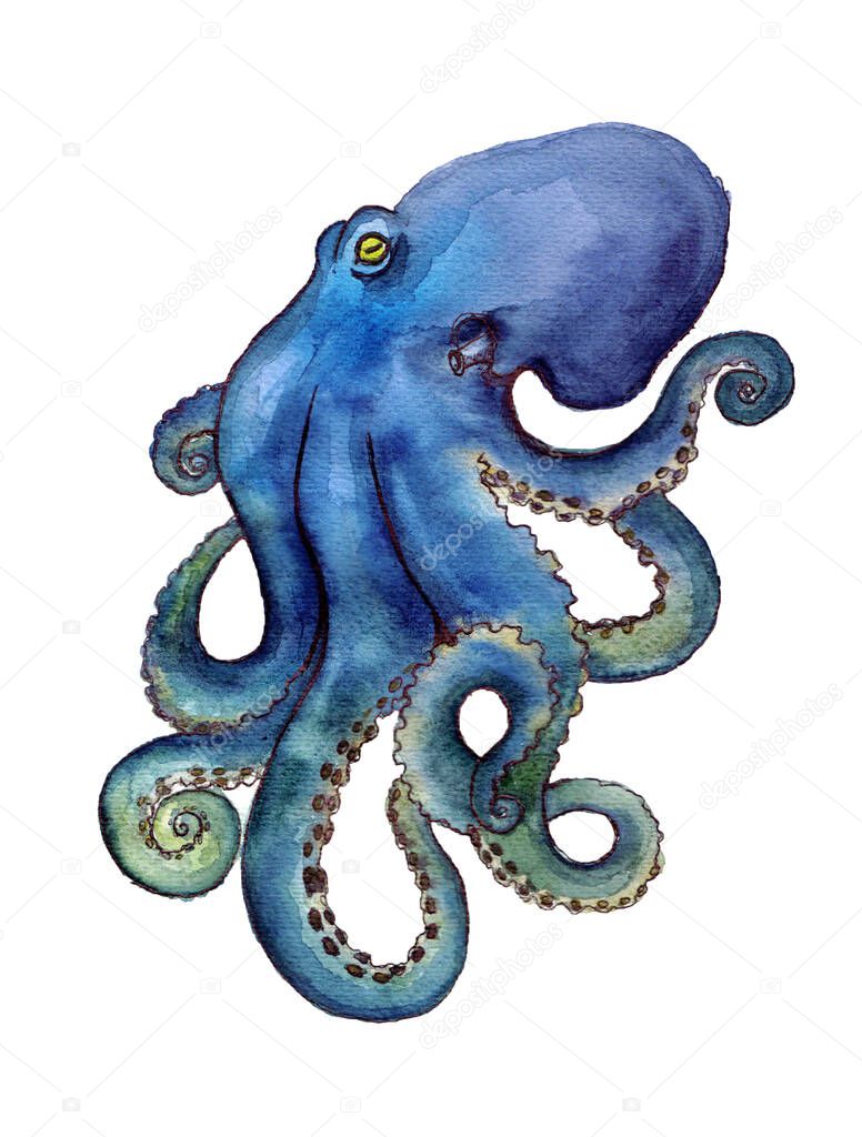 Watercolor octopus. Octopus silhuette. Wildlife art illustration.Watercolor octopus on the white background. Animal watercolor silhouette sketch. Hand draw art illustration.Graphic for fabric,tee-shirt, postcard, greeting card, book, poster, sticker