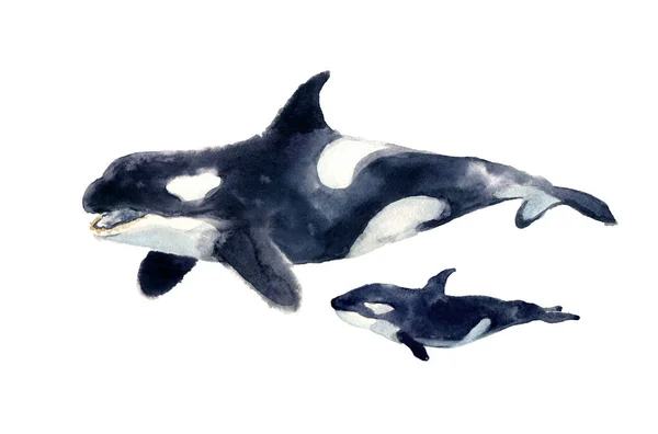 Υδατογραφία Φάλαινα Ζωγραφισμένα Στο Χέρι Εικόνα Απομονώνονται Λευκό Φόντο Ζωική — Φωτογραφία Αρχείου