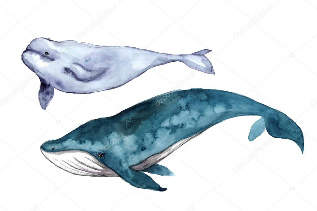 Watercolor whale hand painted illustration isolated on white background.Animal watercolor silhouette sketch. Hand draw art illustration.Graphic for fabric,tee-shirt, postcard, greeting card, sticker.