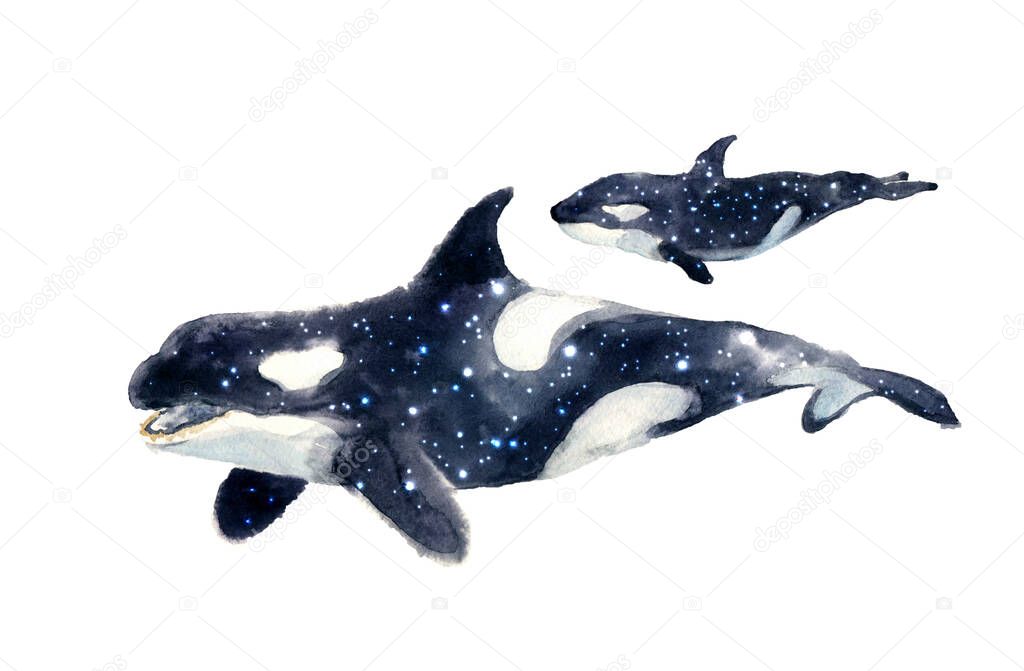 Watercolor whale hand painted illustration isolated on white background.Animal watercolor silhouette sketch. Hand draw art illustration.Graphic for fabric,tee-shirt, postcard, greeting card, sticker.Realistic underwater animal art.