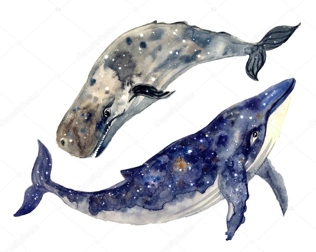 Watercolor whale hand painted illustration isolated on white background.Animal watercolor silhouette sketch. Hand draw art illustration.Graphic for fabric,tee-shirt, postcard, greeting card, sticker.Realistic underwater animal art.