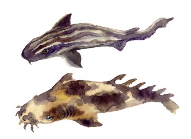 Yıldızlı gökyüzü olan suluboya köpekbalığı. Hayvan suluboya silueti çizimi. El çizimi resim çizimi. Kumaş, tişört, kartpostal, tebrik kartı, logo, poster, çıkartma için grafiksel çizim. suluboya mavi köpekbalığı avcıları okyanusun derinliklerinde yüzer.. 