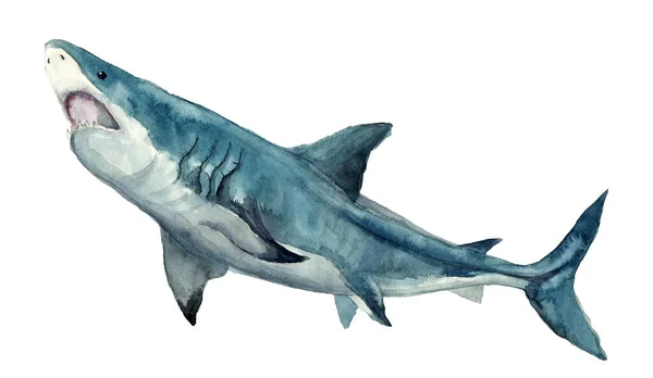 Tiburón Acuarela Con Cielo Estrellado Dibujo Silueta Acuarela Animal Gráfico — Foto de Stock