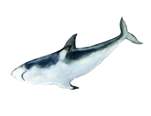 有星形滑雪板的水色鲨鱼 动物水色轮廓草图 手绘艺术图解 明信片 贴纸的图形 水彩画蓝鲨掠食者在海洋深处游动 — 图库照片