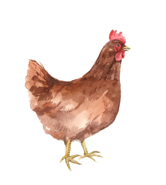 Pollo Divertente Acquerello Sullo Sfondo Bianco Illustrazione Arte Della Fauna — Foto Stock