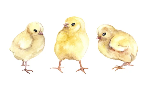 Watercolor Funny Chicken White Background Wildlife Art Illustration Watercolor Graphic — Stock Photo, Image