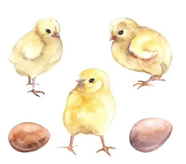 Aquarelle Drôle Poulet Sur Fond Blanc Illustration Animalière Aquarelle Graphique — Photo