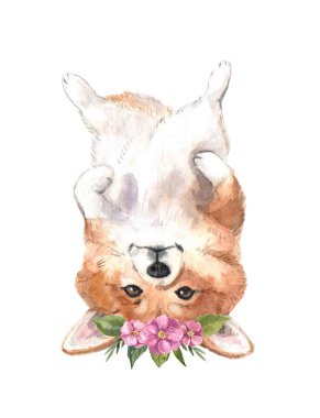 Beyaz arka planda çiçekleri olan suluboya tatlı Galler Corgi 'si. Hayvan suluboya siluet çizimi. El çizimi resim çizimi. Kumaş, tişört, kartpostal, tebrik kartı, kitap, poster çizimi..