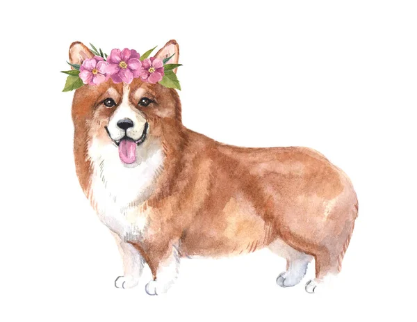 Aquarelle Mignon Corgi Gallois Avec Des Fleurs Sur Fond Blanc — Photo