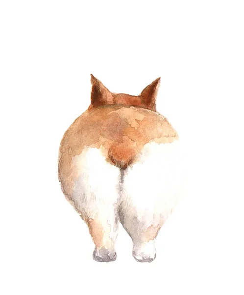 Watefcolor Ass Corgi White Background Animal Watercolor Silhouette Sketch Hand — Foto Stock