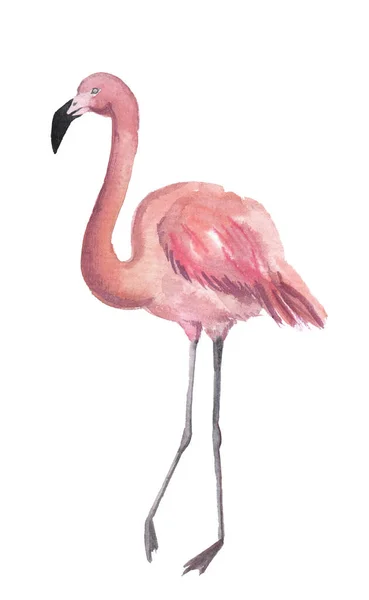 Flamants Roses Aquarelle Sur Fond Blanc Illustration Pour Impression Affiches — Photo