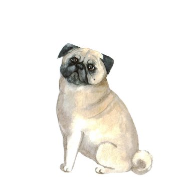 Beyaz arka planda suluboya sevimli pug. Köpek komik çizimi. Hayvan suluboya siluet çizimi. El çizimi resim çizimi. Kumaş, tişört, kartpostal, tebrik kartı, çıkartma..