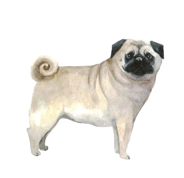 Acuarela Lindo Pug Fondo Blanco Perro Ilustración Divertida Dibujo Silueta —  Fotos de Stock