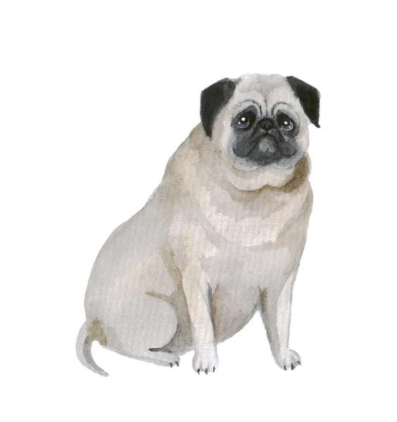 Aguarela Bonito Pug Fundo Branco Cão Ilustração Engraçada Desenho Silhueta — Fotografia de Stock