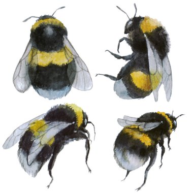 Beyaz arka planda yabanarıları ve arılar. Böcek suluboya siluet çizimi. El çizimi resim çizimi. Kumaş, tişört, kartpostal, tebrik kartı, çıkartma için grafik.