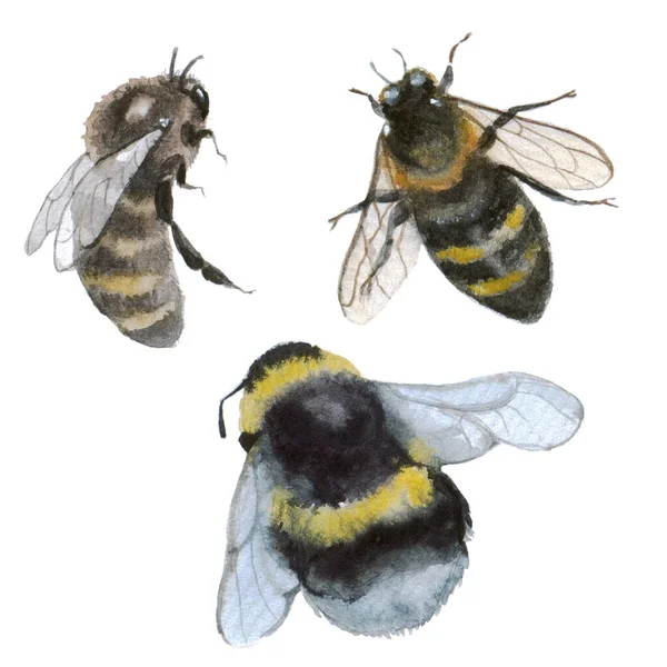 Des Bourdons Des Abeilles Sur Fond Blanc Croquis Silhouette Aquarelle — Photo