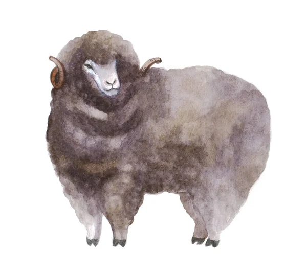 Υδατογραφία Χαριτωμένο Πρόβατα Στο Λευκό Φόντο Εικονογράφηση Λαμπτήρα — Φωτογραφία Αρχείου
