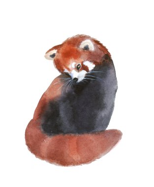 Beyaz arka planda tatlı suluboya kırmızı panda
