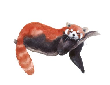 Beyaz arka planda tatlı suluboya kırmızı panda