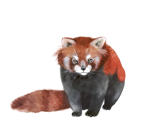 Roztomilý Akvarel Červená Panda Bílém Pozadí — Stock fotografie