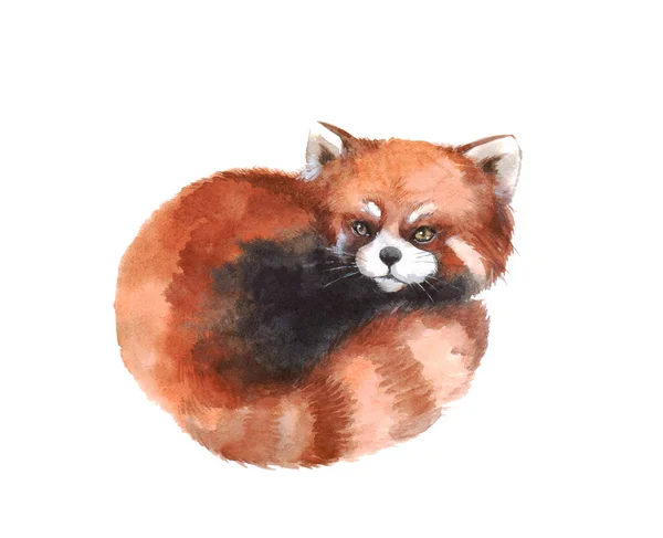 Roztomilý Akvarel Červená Panda Bílém Pozadí — Stock fotografie