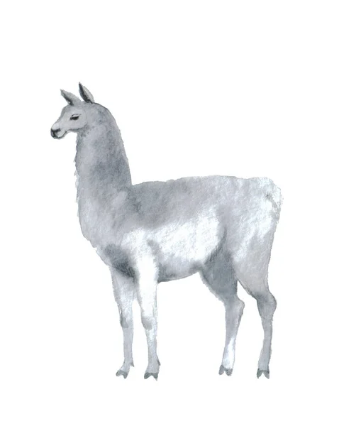 Watercolor Llama White Background Cute Fluffy Llama Illustration Posters Cards — Stock Photo, Image