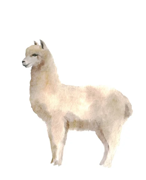 Aquarel Lama Een Witte Achtergrond Leuke Pluizige Lama Illustratie Voor — Stockfoto