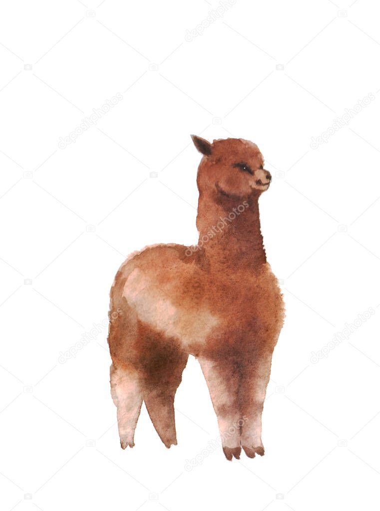 Watercolor llama on a white background. Cute fluffy llama. Illustration for posters, cards, T-shirt prints and your other ideas. Watercolor sketch with animal