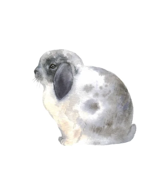 Watercolor Cute Bunnies Cute Fluffy Rabbit Easter Illustration Print Cute — Stock Photo, Image