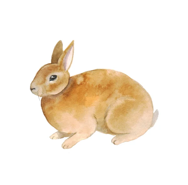 水彩画可爱的兔子 可爱的绒毛兔子 复活节插图供印刷用 可爱的明信片 — 图库照片