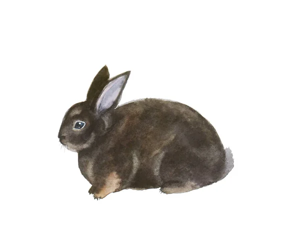 水彩画可爱的兔子 可爱的绒毛兔子 复活节插图供印刷用 可爱的明信片 — 图库照片