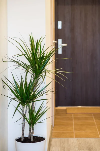 Palm tree in modern interior. Door, wall, hall.